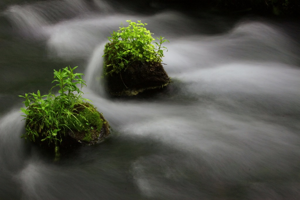 ふきだし公園内を流れる湧水
