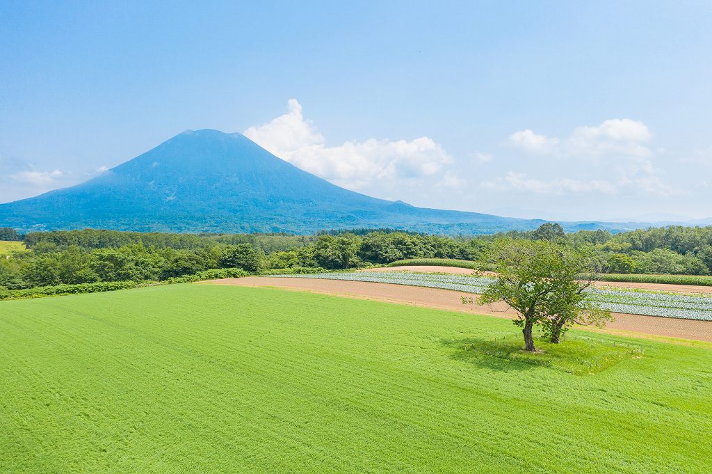 緑鮮やかな山麓と羊蹄山