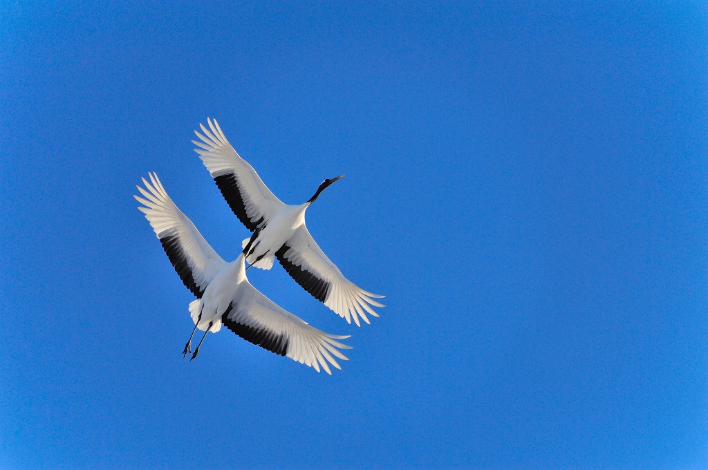 青空にはばたく２羽のタンチョウ