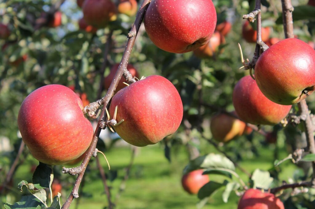 真っ赤に熟した実をつけた余市のリンゴ