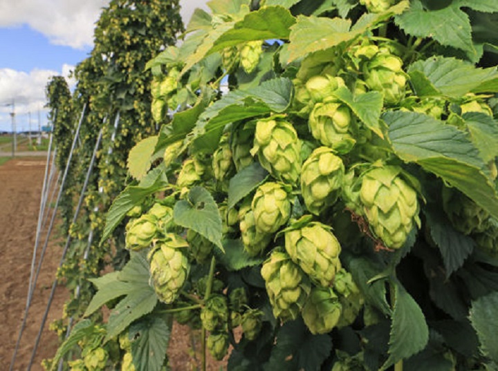 和寒産ホップ　発泡酒に＊５品種原料　美深で３００リットル醸造＊口当たりマイルド　来月発売  