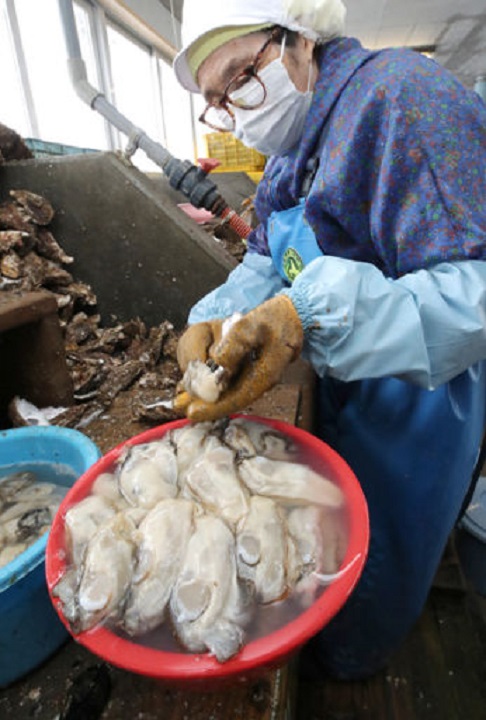 カキを殻から外し、きれいな大粒のむき身にする熟練の技
