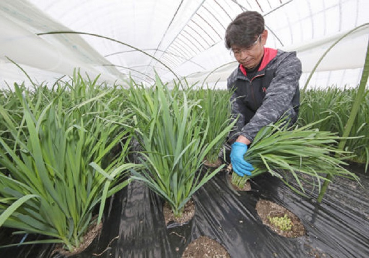 一番ニラを収穫する北島道男さん