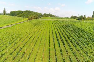 最北の地 生き抜くワイン　北海道の大地がはぐくむ命の恵み〈シリーズ企画ワイナリー編01／上川エリア〉