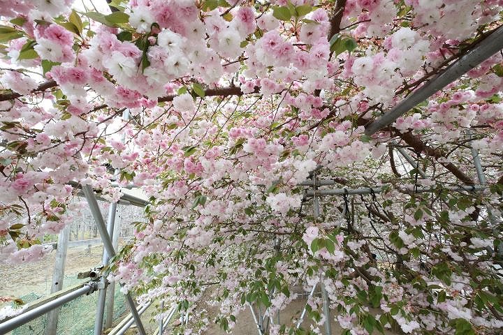 厚岸・子野日公園にあるサクラ普賢象（ふげんぞう）