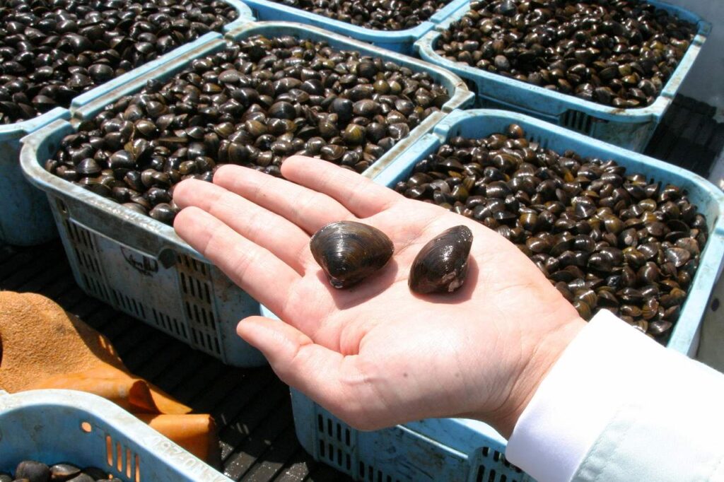 手のひらに乗せた大きな天塩産シジミ