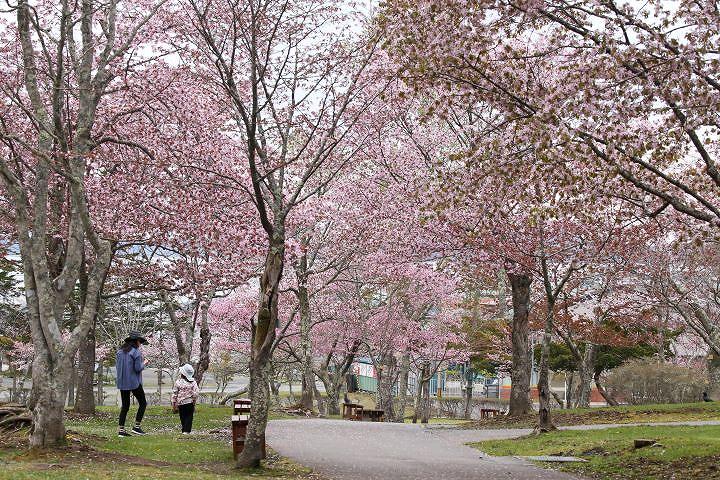 厚岸・子野日公園のサクラ