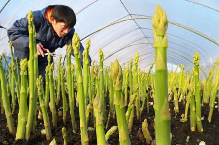 ビニールハウスの冬とは思えない暖かさに包まれ、鮮やかな緑色の新芽を伸ばすアスパラガス