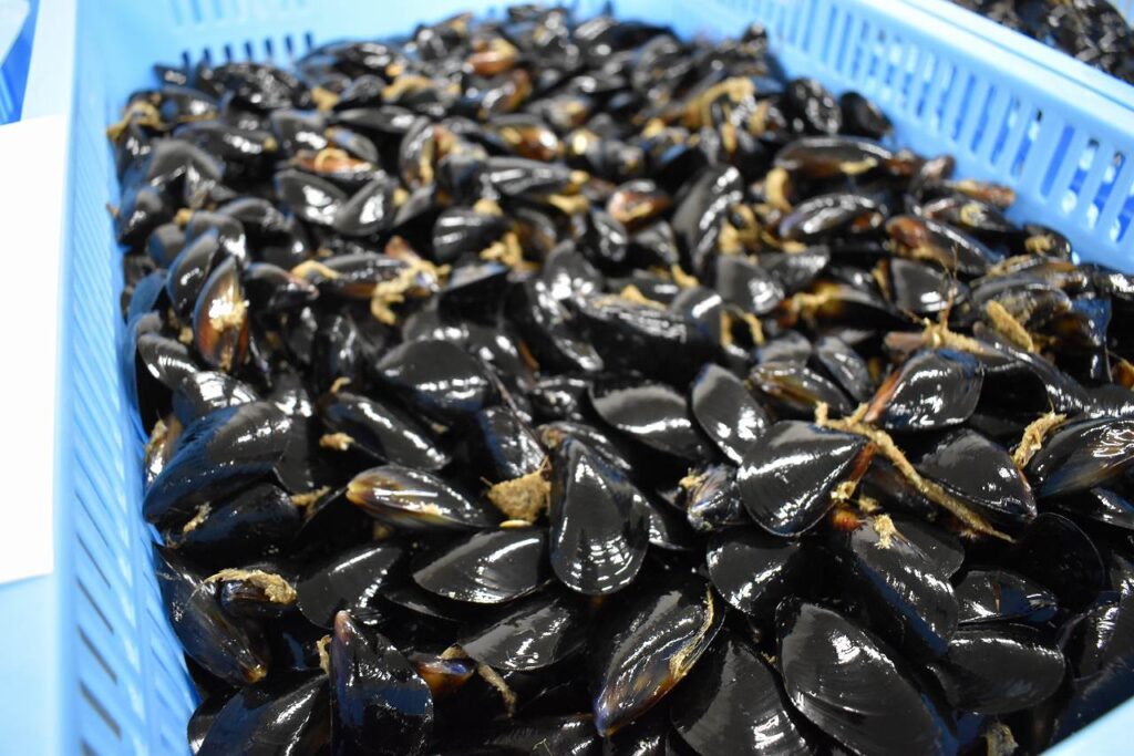 余市ブランドとして注目をあびているムール貝「余市ムール」