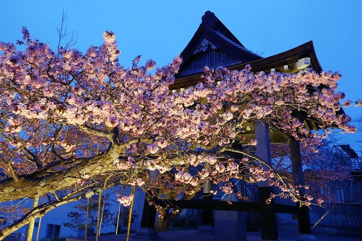 羅臼・誠諦（じょうたい）寺のエゾヤマザクラ