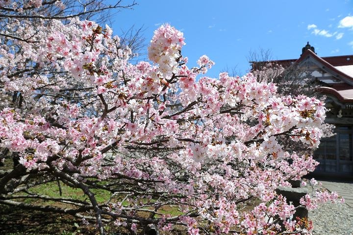 根室市松本町・清隆寺のチシマザクラ