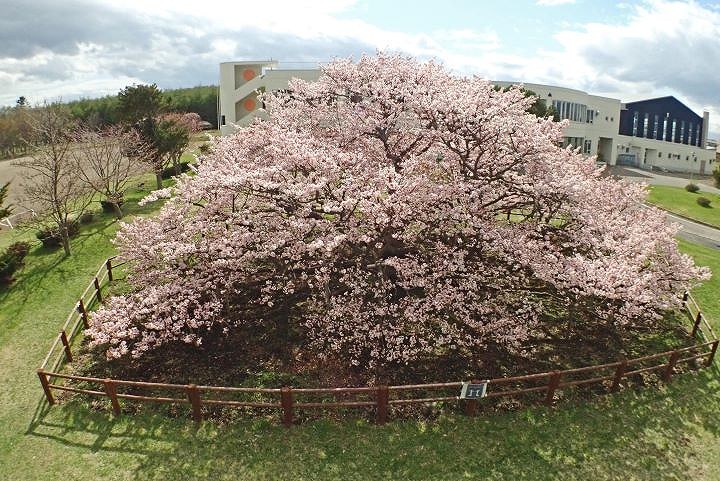 別海町・野付小のチシマザクラ