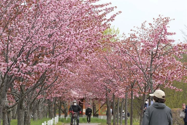 釧路・柳町公園のサクラ並木