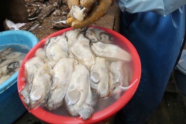 〈これが旬！〉渡島管内知内町＊カキ　海と雪水の恵み＊一番ニラ　甘みじゅわっ