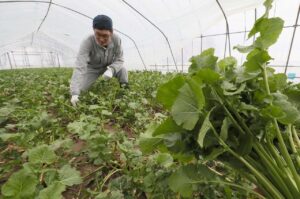 〈これが旬！〉滝川市＊春を届ける　雪割りなばな　雪の下で甘み熟成　シャキッ