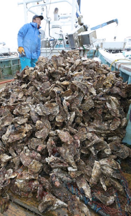 水揚げされ、船上に山積みされたカキ