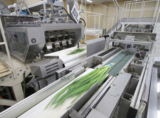 ニラの計量や結束、包装を自動で行っているニラ共同調整包装施設の設備