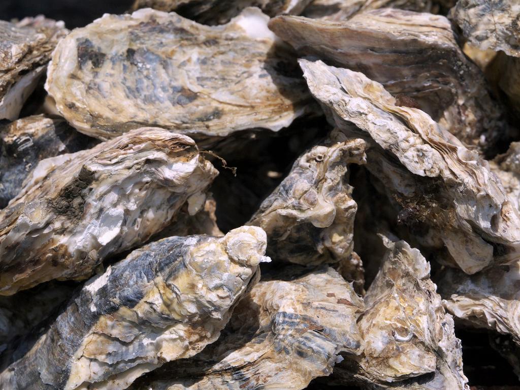 積み重ねるように盛られた殻付きのカキ