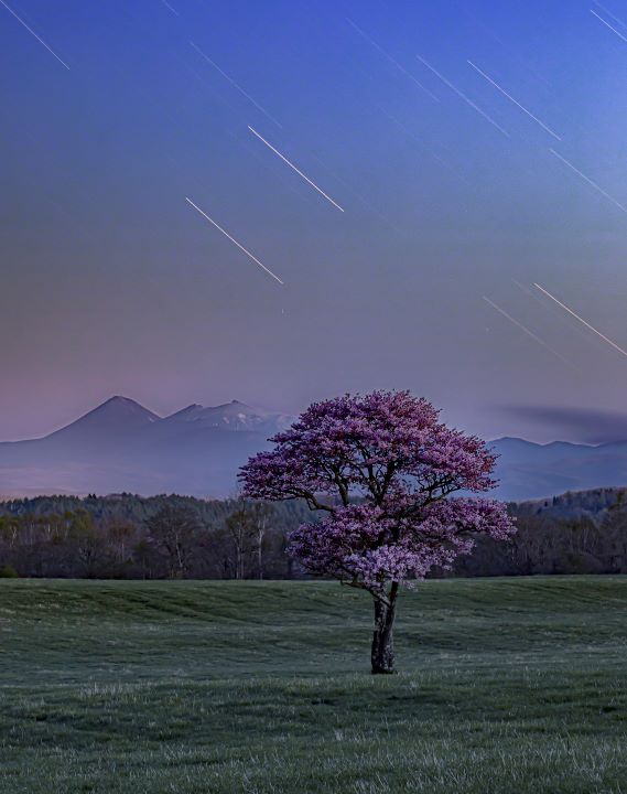 鶴居村の牧草地に立つ一本桜