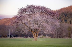 〈山﨑編集長☆発〉桜前線通過中　終着地の釧根のサクラを楽しもう