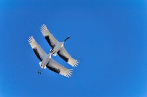 釧路・根室のおすすめ観光スポットを楽しむ 北海道春のゆったり旅物語④
