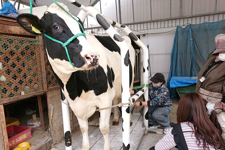 乳しぼり体験をする来場者