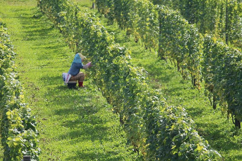 最北に位置するブドウ畑の風景