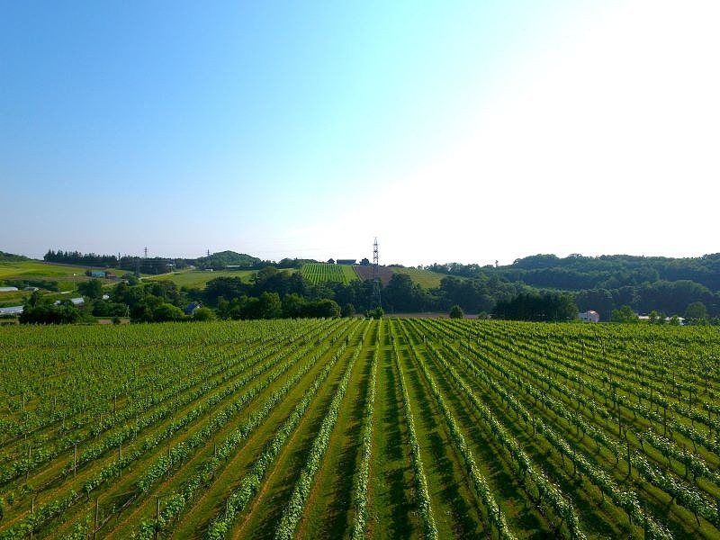 周りに高い山が少ないため日当たりが良く恵まれた環境のブドウ畑