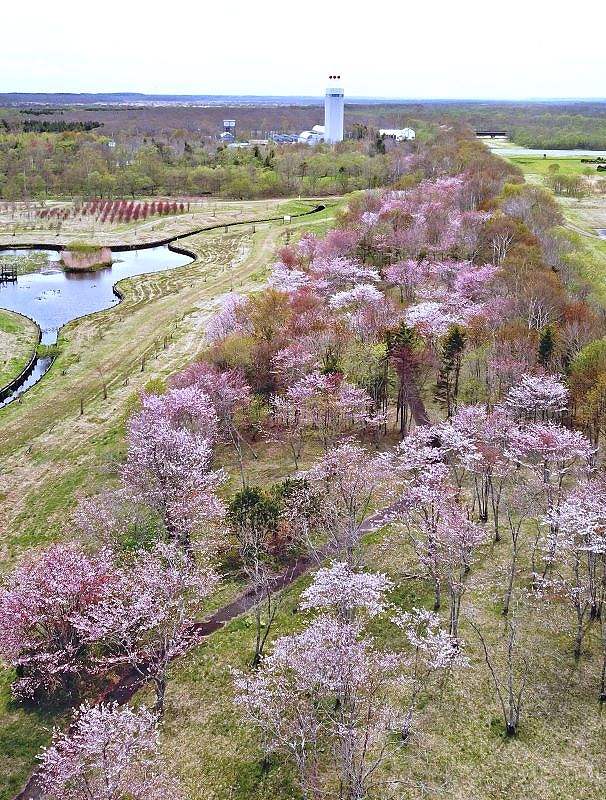標津サーモンパークのサクラ