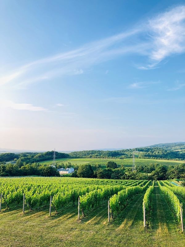 美しい丘陵地に広がる山﨑ワイナリーのビンヤード