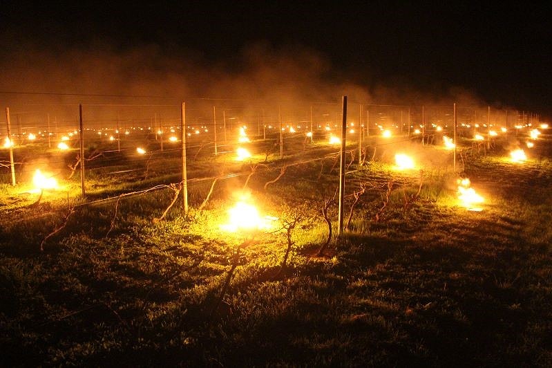 霜が降りないよう、かがり火を焚くビンヤード