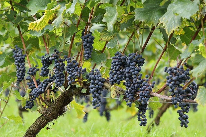 山ブドウの交配種「小公子」