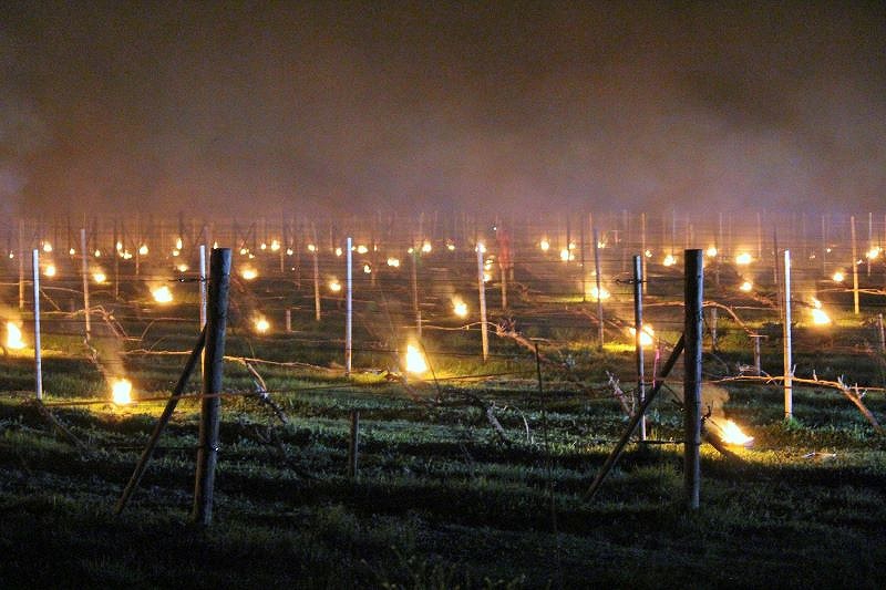 専用の缶に入れた約300個の固形燃料の灯で染まるビンヤード