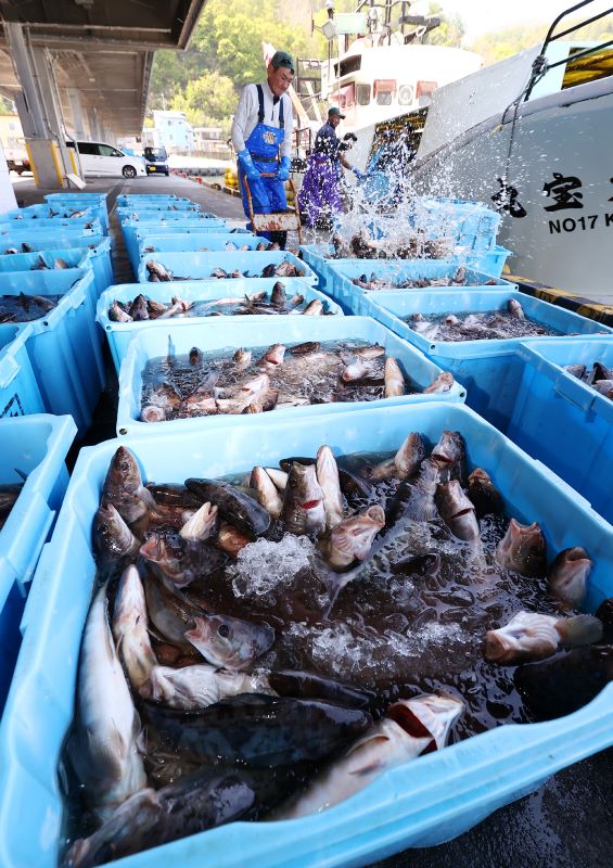 漁船「第十七久宝丸」から陸に揚げられたホッケ。海水の氷水につかっている。５月１０日、古平漁港で撮影