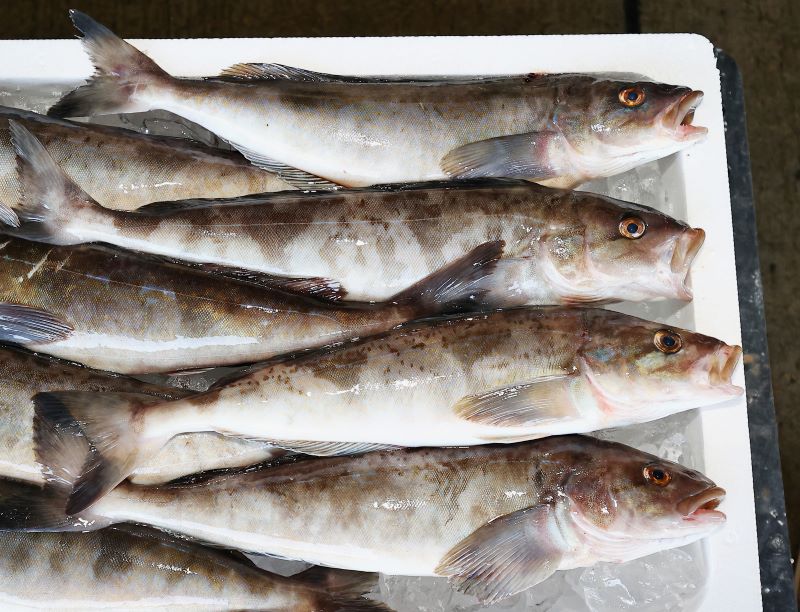 発泡スチロール箱に詰められた重さ４００グラム～５００グラムの大きいサイズのホッケ