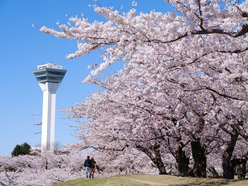 函館市の五稜郭公園のサクラ