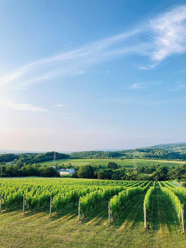 山﨑ワイナリーのブドウ畑