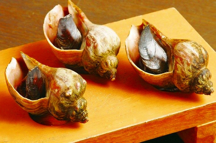 出店する釧路の「９４６つぶ貝一本勝負」のツブ