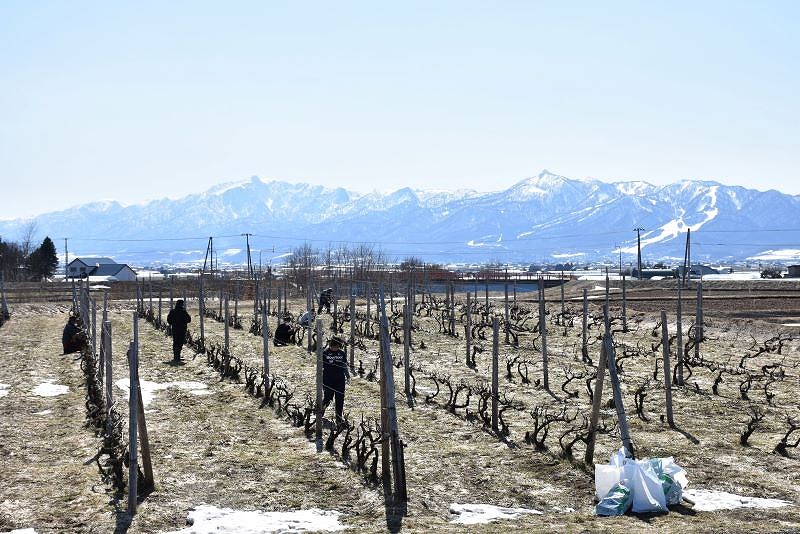 十勝岳連峰など山々に囲まれたブドウ畑