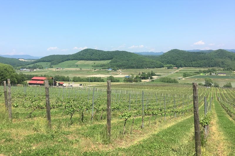 なだらかな丘陵地にあり、美しい景観が広がる宝水ワイナリーのビンヤード