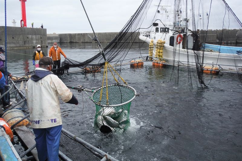 二見サーモンの水揚げ風景