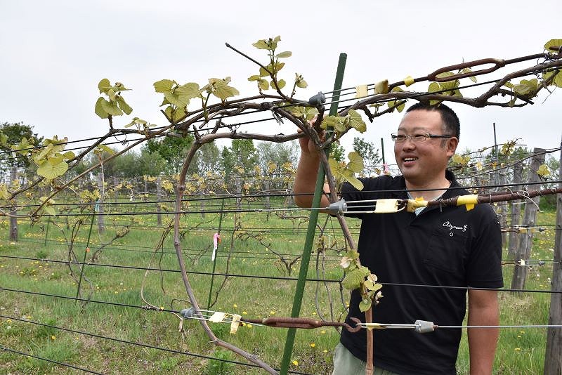 ブドウ畑でブドウの様子を見る相澤一郎さん