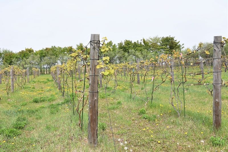 今はジュース用に使われているヤマブドウの樹々