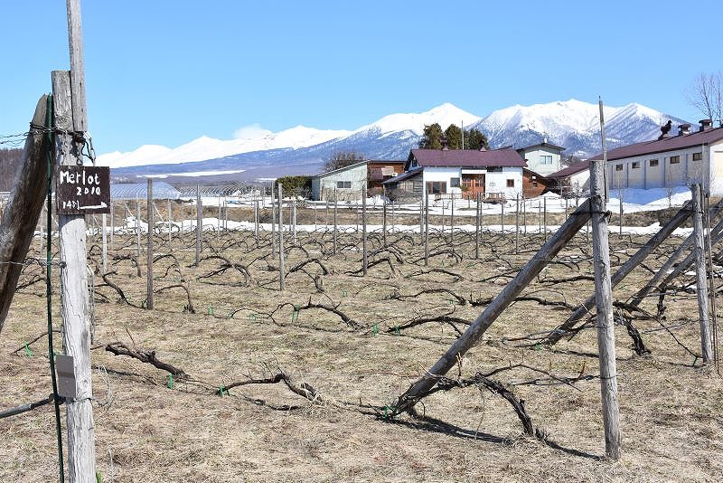 凍害の影響で甚大な被害を受けながらも良質なブドウの実を付けた「奇跡のメルロー」の樹々