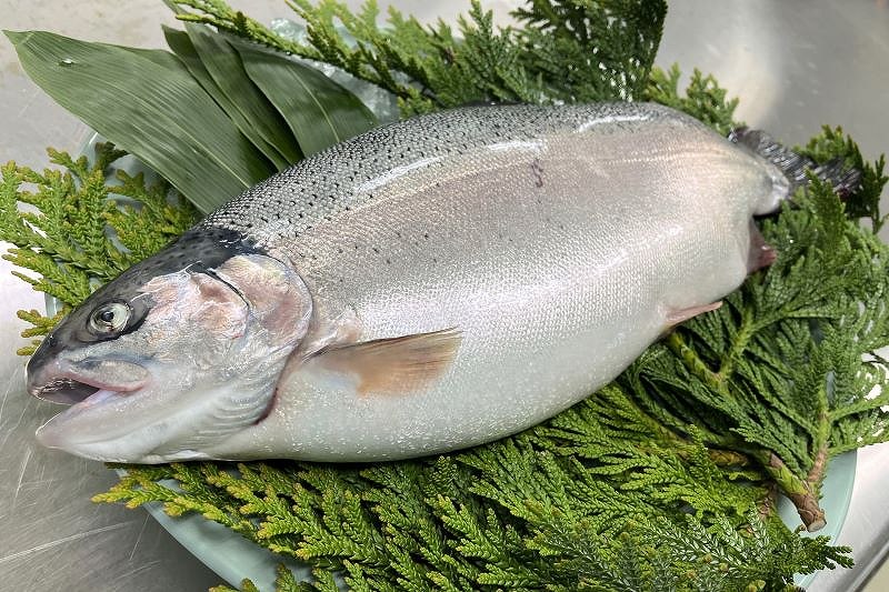 二見サーモンの魚体