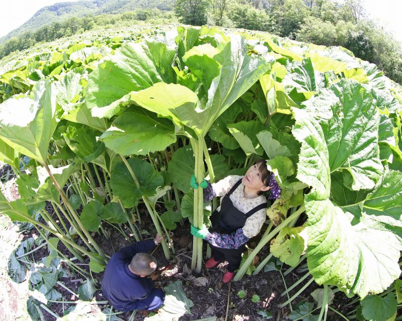ラワンブキを収穫する鳥羽秀男さん（左）と昇子さん