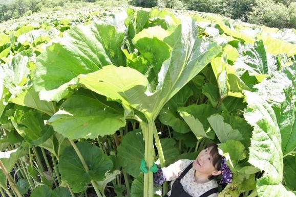 〈これが旬！〉十勝管内足寄町＊日本一巨大　ラワンブキ＊独特の香り爽やか　郷土自慢の｢遺産｣