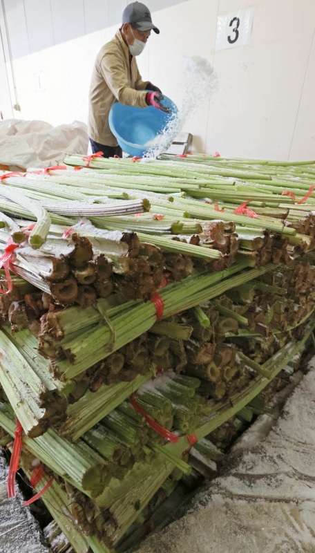 束ねて塩に漬け、倉庫に保存されるラワンブキ