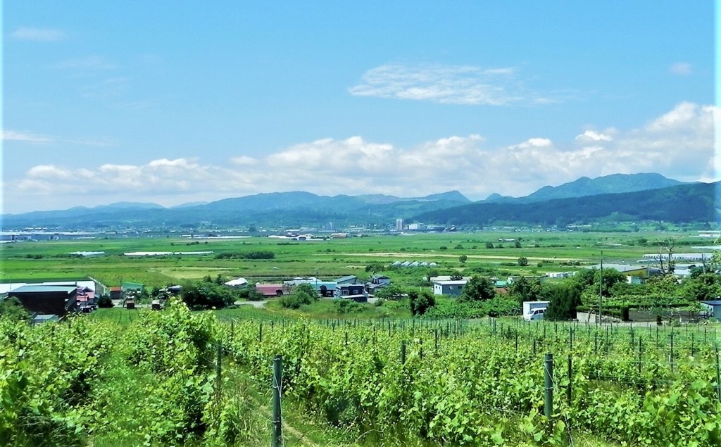 「はこだてわいん」の自社ブドウ
圃場