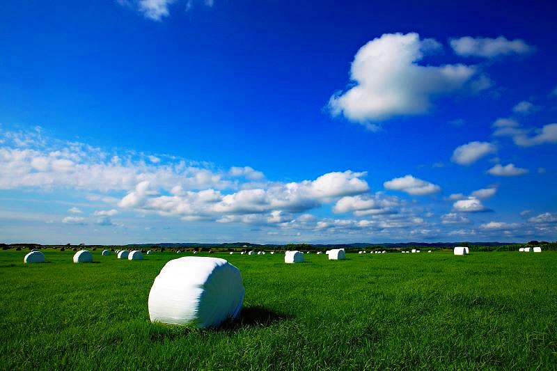 青空の下、天塩の大地に点在する牧草ロール